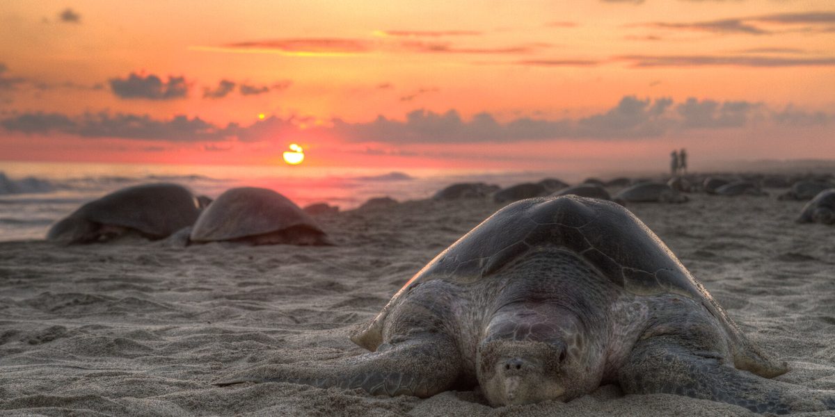 Barrier Islands and the Quiet Magic of Sea Turtle Season